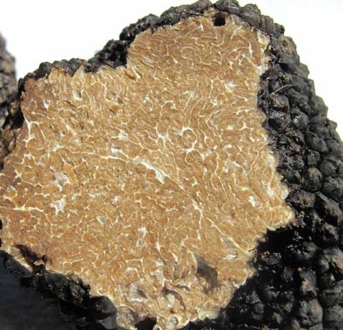 Trufa negra